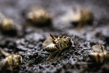 Macro image of a dead bee on a leaf of a declining beehive, plagued by the collapse of collapse and...