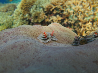 Buceando en Bunaken