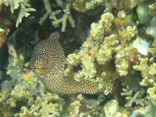 Buceando en Bunaken
