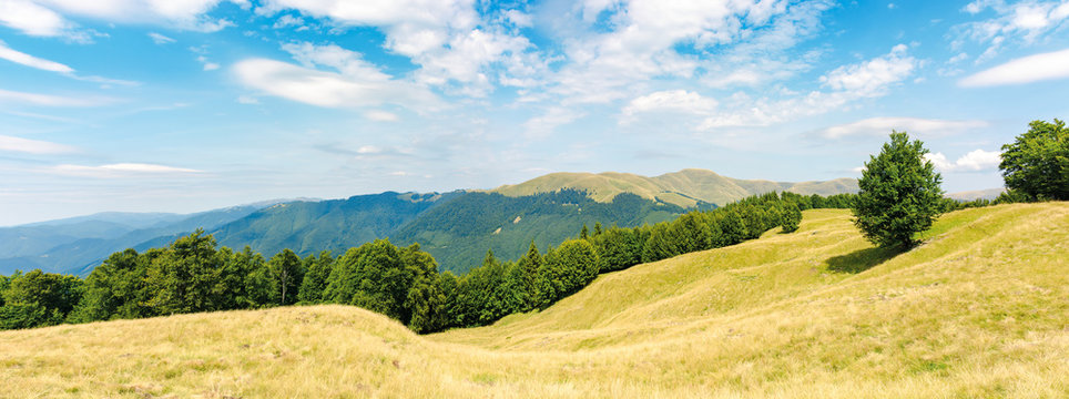 one tree on the meadow in high mountain panorama. beech forest around the hill. ridge in the distance. sunny afternoon weather in summer. location in the ukrainian Carpathians, svydovets range