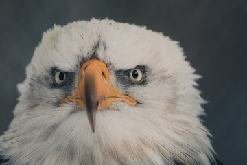 Portrait of a bald eagle