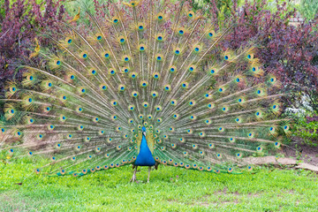 Obraz premium Close up male peacock with fully unfolded feathers of his tail