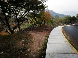 ACERA PARA PEATONES Y VEGETACIÓN VERDE