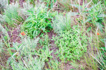 Small poppy flowers lost in green grass in steppe
