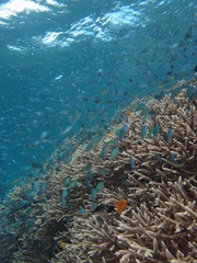 Naklejka na ściany i meble Arrecife de coral en Bunaken