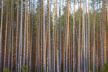 Tall pine trees in the forest. Background. Landscape.