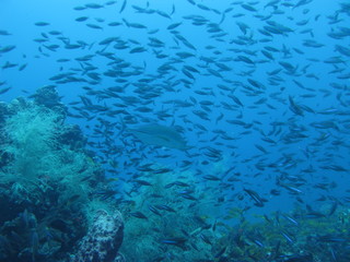 Fototapeta na wymiar Arrecife de coral en Bunaken