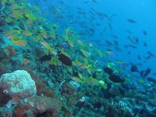 Naklejka na ściany i meble Arrecife de coral en Bunaken