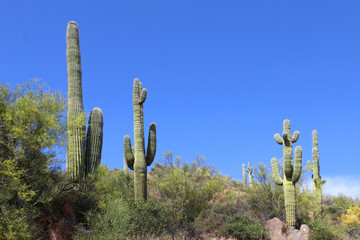 Saguaro cactus grown on a hillside in Arizona