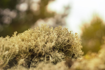 Closeup plants in the forest