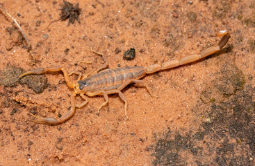 Striped Bark Scorpion, Centruroides vittatus, camouflaged on red sand, with his stinger non-threateningly down