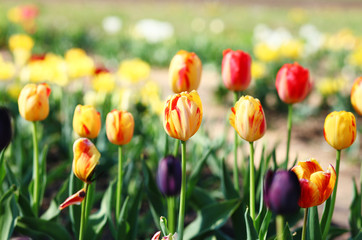  field of tulips,tulips in a garden,romantic spring background
