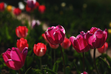  field of tulips,tulips in a garden,romantic spring background