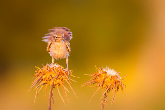 Scrub Robin. Bird: Rufous Tailed Scrub Robin. Cercotrichas Galactotes. Yellow Nature Background. 