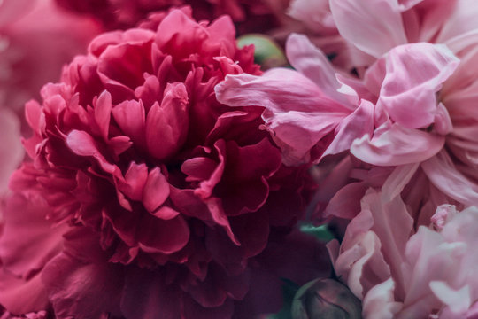 pink peony flower © Анна Рубашина