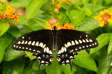 Dorsal view of a Eastern Black Swallowtail butterfly feeding on a Lantana flower