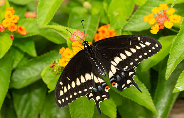 Male Eastern Black Swallowtail butterfly feeding on Lantana flowers