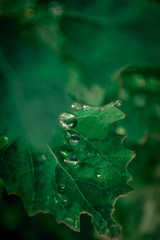 Agua y verde