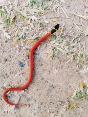 SERPIENTE BEBE CORAL ROJA Y NEGRO 
