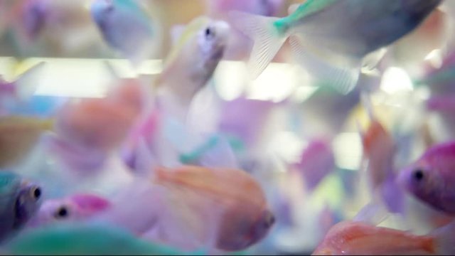  tropical several glass fishes in the aquarium, also known as Chanda baculis