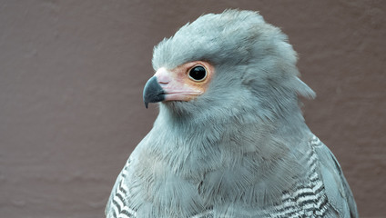 African harrier-hawk, attractive bird of prey, photographed in the Drakensberg mountains near Cathkin Peak, Kwazulu Natal, South Africa