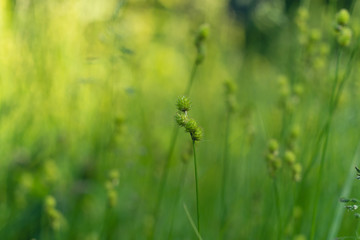 green grass with water drops