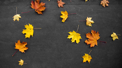 Autumn fallen maple leaves on asphalt, yellow, green. Stock horizontal photo for banner, background.