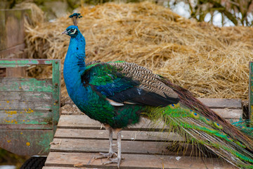 Obraz premium Portrait of the beautiful colorful peacock
