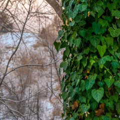 Square Lush green vines with heart shaped leaves covering the trunk of a forest tree