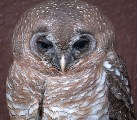 Close up portrait of owl, photographed in the Drakensberg mountains near Cathkin Peak, Kwazulu Natal, South Africa