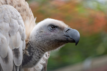 Cape Griffon vulture, large raptor indigenous to the area, photographed in the Drakensberg mountains near Cathkin Peak, Kwazulu Natal, South Africa