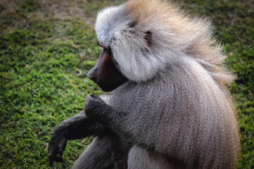 Portrait of baboon sitting on the grass