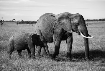 Elephants on the move in Kenya