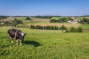 Cow on a meadow in Cassubia region of Poland