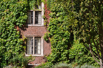 Fototapeta na wymiar windows of a old college surrounded by green leaves