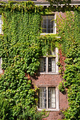 Fototapeta na wymiar windows of a old college surrounded by green leaves
