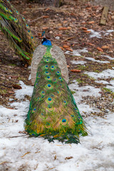 Obraz premium colorful peacock