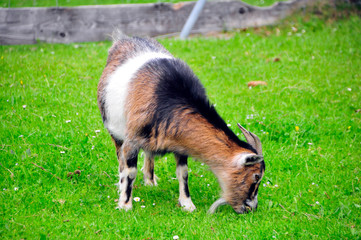 Ziege beim grasen