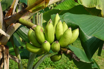 野生のバナナ