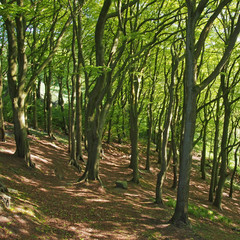 hillside forest in springtime with bright green sunlit foliage and dappled shadows on the ground