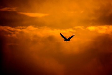 Flying hawk. Sunset sky background.
