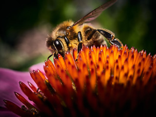 bee on flower
