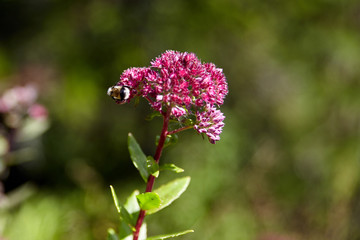 bee on a flower