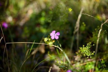 flowers in grass