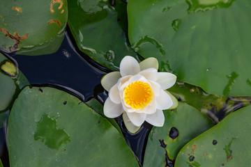 eine wei&szlig;e Seerose in einem Teich	