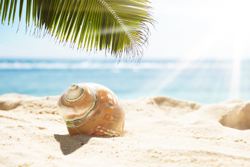 Fototapeta na wymiar Conch Seashell On Sand At Beach