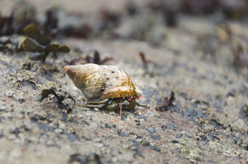 wild hermit crab in olympic national park seattle