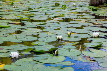 weiße Seerosen in einem Teich © Robert Leßmann
