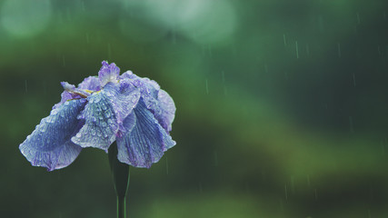 肥後花菖蒲