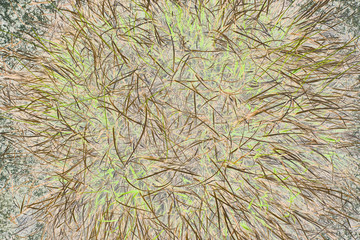 texture of living plants in the field